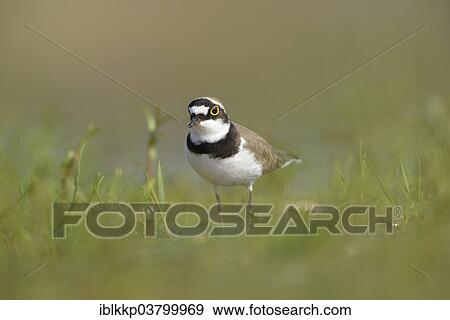 "Little Ringed Plover (Charadrius dubius), Saxony-Anhalt, Germany, Europe" View Large Photo Image Stock Photo - "Little Ringed Plover (Charadrius dubius), Saxony-Anhalt, Germany, Europe". Fotosearch