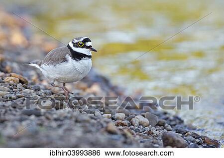 "Little ringed plover (Charadrius dubius), banks, habitat, Middle Elbe, Saxony-Anhalt, Germany, Europe" View Large Photo Image Stock Photograph - "Little ringed plover (Charadrius dubius), banks, habitat, Middle Elbe, Saxony-Anhalt, Germany, Europe". Fotosearch