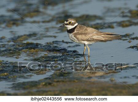 "Little Ringed Plover (Charadrius dubius), Lesbos, North Aegean, Greece, Europe" View Large Photo Image Stock Photograph - "Little Ringed Plover (Charadrius dubius), Lesbos, North Aegean, Greece, Europe". Fotosearch