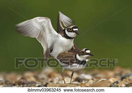 "Little ringed plover (Charadrius dubius), pair mating, Dessau-Rosslau, Saxony-Anhalt, Germany, Europe" View Large Photo Image Stock Photography - "Little ringed plover (Charadrius dubius), pair mating, Dessau-Rosslau, Saxony-Anhalt, Germany, Europe". Fotosearch