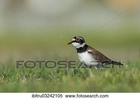 "Little Ringed Plover (Charadrius dubius), Austria, Europe" View Large Photo Image Stock Photography - "Little Ringed Plover (Charadrius dubius), Austria, Europe". Fotosearch