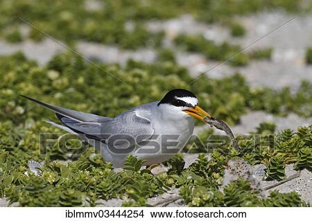Picture - "Little Tern (Sterna albifrons), adult bird feeding chick, East Frisian Islands, East Frisia, Lower Saxony, Germany, Europe". Fotosearch