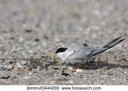 "Little Tern (Sterna albifrons), adult bird feeding chicks, East Frisian Islands, East Frisia, Lower Saxony, Germany, Europe" View Large Photo Image Stock Image - "Little Tern (Sterna albifrons), adult bird feeding chicks, East Frisian Islands, East Frisia, Lower Saxony, Germany, Europe". Fotosearch