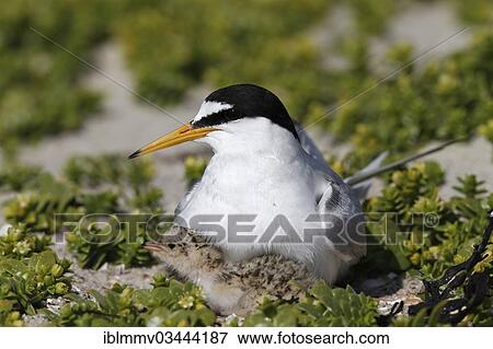 "Little Tern (Sterna albifrons), adult bird attending to chick, East Frisian Islands, East Frisia, Lower Saxony, Germany, Europe" View Large Photo Image Stock Photo - "Little Tern (Sterna albifrons), adult bird attending to chick, East Frisian Islands, East Frisia, Lower Saxony, Germany, Europe". Fotosearch