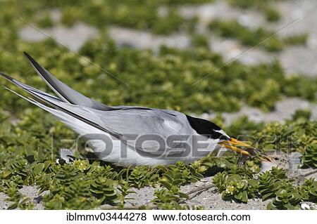 Stock Photo - "Little Tern (Sterna albifrons), adult bird feeding chick, East Frisian Islands, East Frisia, Lower Saxony, Germany, Europe". Fotosearch