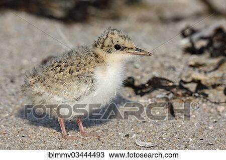 "Little Tern (Sterna albifrons), chick, East Frisian Islands, East Frisia, Lower Saxony, Germany, Europe" View Large Photo Image Stock Image - "Little Tern (Sterna albifrons), chick, East Frisian Islands, East Frisia, Lower Saxony, Germany, Europe". Fotosearch