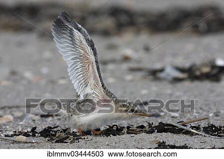"Little Tern (Sterna albifrons), chick flapping its wings, East Frisian Islands, East Frisia, Lower Saxony, Germany, Europe" View Large Photo Image Stock Image - "Little Tern (Sterna albifrons), chick flapping its wings, East Frisian Islands, East Frisia, Lower Saxony, Germany, Europe". Fotosearch