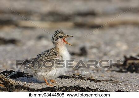 "Little Tern (Sterna albifrons), chick calling, East Frisian Islands, East Frisia, Lower Saxony, Germany, Europe" View Large Photo Image Stock Photography - "Little Tern (Sterna albifrons), chick calling, East Frisian Islands, East Frisia, Lower Saxony, Germany, Europe". Fotosearch
