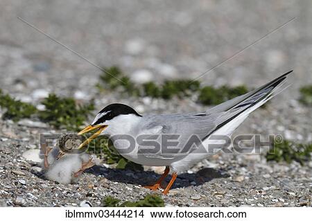 "Little Tern (Sterna albifrons), inner-species aggression, East Frisian Islands, East Frisia, Lower Saxony, Germany, Europe" View Large Photo Image Picture - "Little Tern (Sterna albifrons), inner-species aggression, East Frisian Islands, East Frisia, Lower Saxony, Germany, Europe". Fotosearch