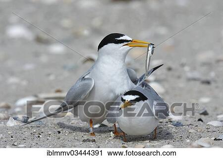 "Little Tern (Sterna albifrons), courtship, male presenting fish as a bridal gift, East Frisian Islands, East Frisia, Lower Saxony, Germany, Europe" View Large Photo Image Stock Image - "Little Tern (Sterna albifrons), courtship, male presenting fish as a bridal gift, East Frisian Islands, East Frisia, Lower Saxony, Germany, Europe". Fotosearch