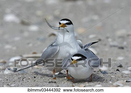 Stock Image - "Little Tern (Sterna albifrons), courtship, male presenting fish as a bridal gift, East Frisian Islands, East Frisia, Lower Saxony, Germany, Europe". Fotosearch