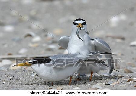 "Little Tern (Sterna albifrons), courtship, male presenting fish as a bridal gift, East Frisian Islands, East Frisia, Lower Saxony, Germany, Europe" View Large Photo Image Stock Image - "Little Tern (Sterna albifrons), courtship, male presenting fish as a bridal gift, East Frisian Islands, East Frisia, Lower Saxony, Germany, Europe". Fotosearch