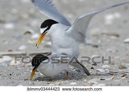 "Little Tern (Sterna albifrons), copula, apparent mating, East Frisian Islands, East Frisia, Lower Saxony, Germany, Europe" View Large Photo Image Stock Image - "Little Tern (Sterna albifrons), copula, apparent mating, East Frisian Islands, East Frisia, Lower Saxony, Germany, Europe". Fotosearch
