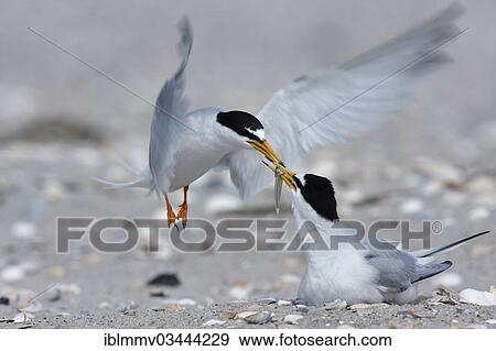Stock Photo - "Little Tern (Sterna albifrons), feeding during courtship, supply of food to breeding partner, East Frisian Islands, East Frisia, Lower Saxony, Germany, Europe". Fotosearch
