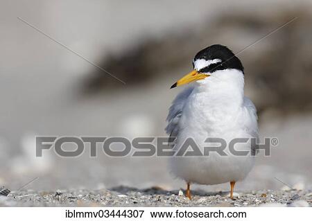 "Little Tern (Sterna albifrons), preening, East Frisian Islands, East Frisia, Lower Saxony, Germany, Europe" View Large Photo Image Stock Photo - "Little Tern (Sterna albifrons), preening, East Frisian Islands, East Frisia, Lower Saxony, Germany, Europe". Fotosearch