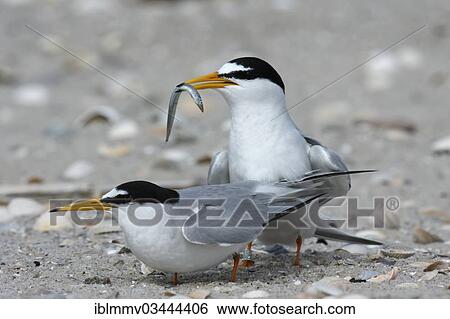 Stock Photograph - "Little Tern (Sterna albifrons), courtship, male presenting fish as a bridal gift, East Frisian Islands, East Frisia, Lower Saxony, Germany, Europe". Fotosearch