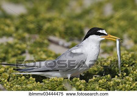 "Little Tern (Sterna albifrons) with sandeel, East Frisian Islands, East Frisia, Lower Saxony, Germany, Europe" View Large Photo Image Stock Photography - "Little Tern (Sterna albifrons) with sandeel, East Frisian Islands, East Frisia, Lower Saxony, Germany, Europe". Fotosearch