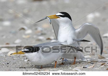 Picture - "Little Tern (Sternula albifrons), courtship with fish, offering copulation by the female, Minsener Oog, East Frisian Islands, Lower Saxony Wadden Sea National Park, Lower Saxony, Germany, Europe". Fotosearch