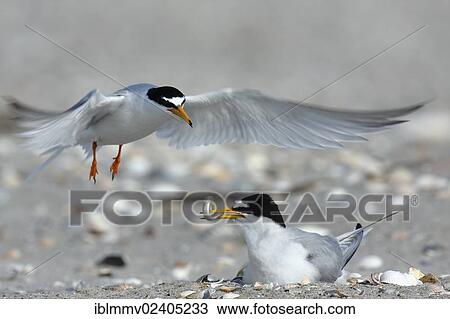 "Little Tern (Sternula albifrons), courtship with feeding in flight, Minsener Oog, East Frisian Islands, Lower Saxony Wadden Sea National Park, Lower Saxony, Germany, Europe" View Large Photo Image Stock Image - "Little Tern (Sternula albifrons), courtship with feeding in flight, Minsener Oog, East Frisian Islands, Lower Saxony Wadden Sea National Park, Lower Saxony, Germany, Europe". Fotosearch