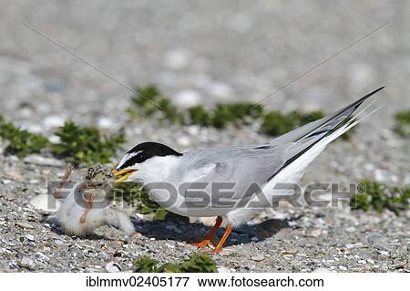 "Little Tern (Sternula albifrons), species internal aggression against a foreign chick, typical behavior of terns, Minsener Oog, East Frisian Islands, Lower Saxony Wadden Sea National Park, Lower Saxony, Germany, Europe" View Large Photo Image Stock Photo - "Little Tern (Sternula albifrons), species internal aggression against a foreign chick, typical behavior of terns, Minsener Oog, East Frisian Islands, Lower Saxony Wadden Sea National Park, Lower Saxony, Germany, Europe". Fotosearch