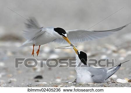 "Little Tern (Sternula albifrons), courtship with feeding in flight, Minsener Oog, East Frisian Islands, Lower Saxony Wadden Sea National Park, Lower Saxony, Germany, Europe" View Large Photo Image Stock Photograph - "Little Tern (Sternula albifrons), courtship with feeding in flight, Minsener Oog, East Frisian Islands, Lower Saxony Wadden Sea National Park, Lower Saxony, Germany, Europe". Fotosearch