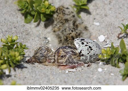"Little Tern (Sternula albifrons), chick hatching, Minsener Oog, East Frisian Islands, Lower Saxony Wadden Sea National Park, Lower Saxony, Germany, Europe" View Large Photo Image Stock Photography - "Little Tern (Sternula albifrons), chick hatching, Minsener Oog, East Frisian Islands, Lower Saxony Wadden Sea National Park, Lower Saxony, Germany, Europe". Fotosearch