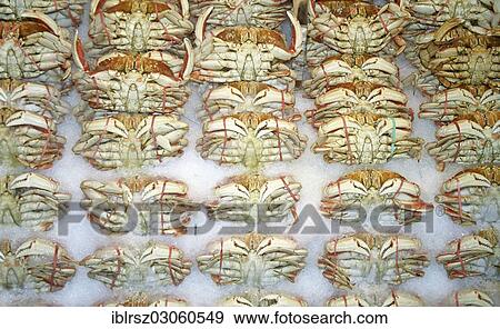 "Live crabs on the market in Seattle, Seattle, Washington, United States, North America" View Large Photo Image Stock Photo - "Live crabs on the market in Seattle, Seattle, Washington, United States, North America". Fotosearch