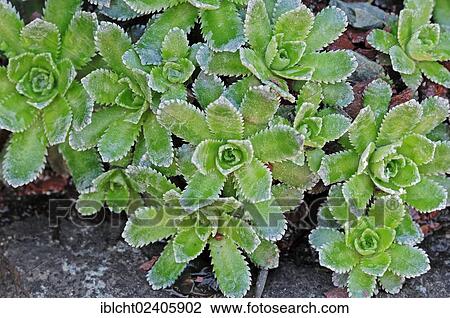 Stock Image - "Livelong Saxifrage or White Mountain Saxifrage (Saxifraga paniculata), Provence, Southern France, France, Europe". Fotosearch