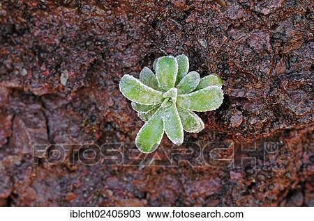 "Livelong Saxifrage or White Mountain Saxifrage (Saxifraga paniculata), Provence, Southern France, France, Europe" View Large Photo Image Stock Image - "Livelong Saxifrage or White Mountain Saxifrage (Saxifraga paniculata), Provence, Southern France, France, Europe". Fotosearch