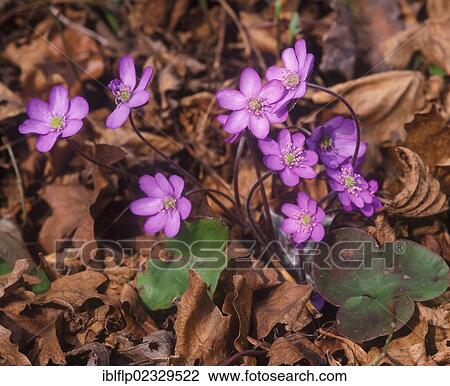 "Liverwort (Anemone hepatica) clump in flower, dead leaves" View Large Photo Image Stock Image - "Liverwort (Anemone hepatica) clump in flower, dead leaves". Fotosearch