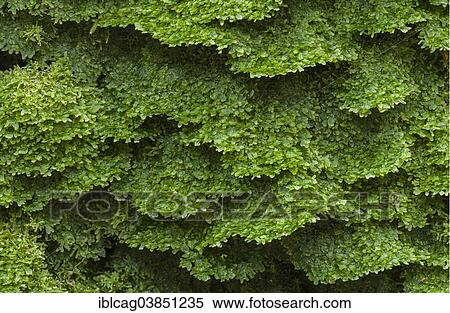 Stock Photography - "Liverwort (Metzgeria furcata), Hesse, Germany, Europe". Fotosearch
