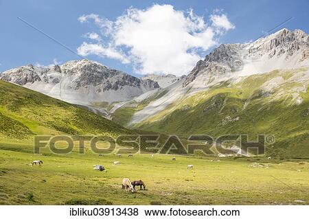 "Livestock grazing on the Alp Astras, Val S-charl, Swiss National Park, Graubunden, Switzerland, Europe" View Large Photo Image Stock Photo - "Livestock grazing on the Alp Astras, Val S-charl, Swiss National Park, Graubunden, Switzerland, Europe". Fotosearch