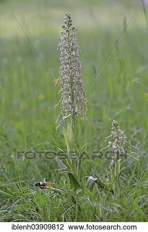 "Lizard Orchid (Himantoglossum hircinum), Baden-Wurttemberg, Germany, Europe" View Large Photo Image Stock Image - "Lizard Orchid (Himantoglossum hircinum), Baden-Wurttemberg, Germany, Europe". Fotosearch