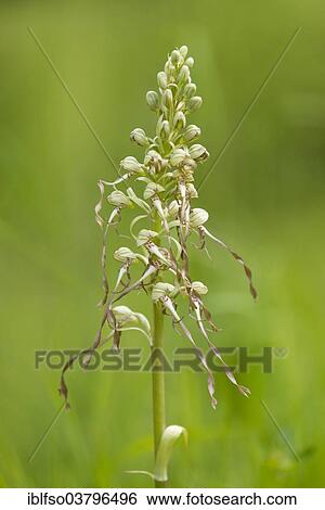 Stock Photograph - "Lizard Orchid (Himantoglossum hircinum), flowering, Thuringia, Germany, Europe". Fotosearch