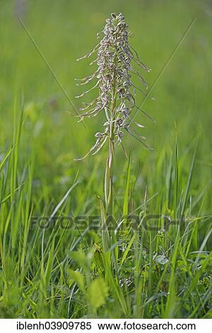 "Lizard Orchid (Himantoglossum hircinum), Baden-Wurttemberg, Germany, Europe" View Large Photo Image Stock Photography - "Lizard Orchid (Himantoglossum hircinum), Baden-Wurttemberg, Germany, Europe". Fotosearch