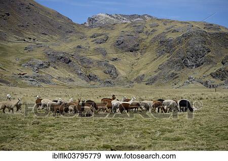 Stock Photo - "Llama herd on a high pasture in the Andes, Quispillaccta, Ayacucho, Peru, South America". Fotosearch