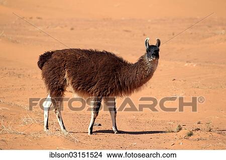 "Llama (Lama glama), adult, captive, Utah, United States, North America" View Large Photo Image Picture - "Llama (Lama glama), adult, captive, Utah, United States, North America". Fotosearch