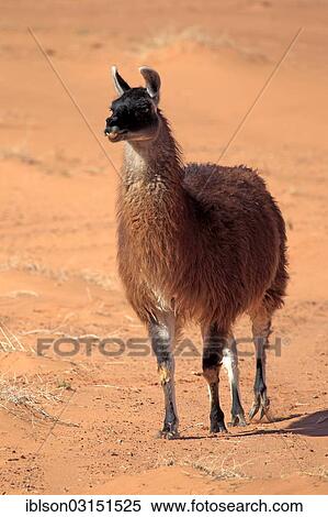 "Llama (Lama glama), adult, captive, Utah, United States, North America" View Large Photo Image Stock Photography - "Llama (Lama glama), adult, captive, Utah, United States, North America". Fotosearch