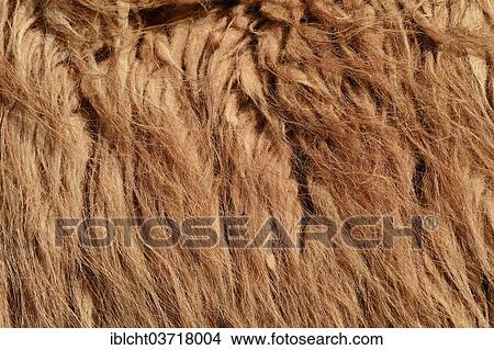 Picture - "Llama (Lama glama), fur detail, native to South America, captive, North Rhine-Westphalia, Germany, Europe". Fotosearch