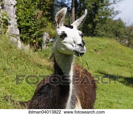 "Llama (Lama glama), Oberaudorf, Upper Bavaria, Bavaria, Germany, Europe" View Large Photo Image Stock Image - "Llama (Lama glama), Oberaudorf, Upper Bavaria, Bavaria, Germany, Europe". Fotosearch