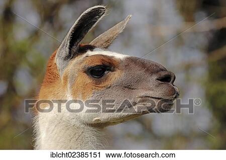 "Llama (Lama glama), portrait, native to South America, in captivity, the Netherlands, Germany, Europe" View Large Photo Image Stock Image - "Llama (Lama glama), portrait, native to South America, in captivity, the Netherlands, Germany, Europe". Fotosearch