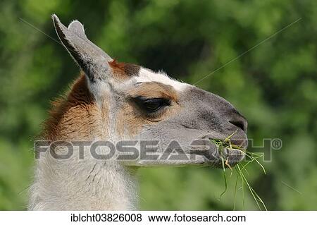 "Llama (Lama glama), portrait, native to South America, captive, Germany, Europe" View Large Photo Image Stock Photo - "Llama (Lama glama), portrait, native to South America, captive, Germany, Europe". Fotosearch