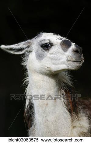 "Llama (Lama glama), portrait, native to South America, captive, The Netherlands, Europe" View Large Photo Image Stock Photography - "Llama (Lama glama), portrait, native to South America, captive, The Netherlands, Europe". Fotosearch