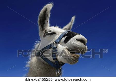 "Llama (Lama glama) ruminating, portrait, llama tour to the summit of Boeses Weibele Mountain in the Defregger Group, Carnic Dolomites, Upper Lienz, Puster Valley, East Tyrol, Austria, Europe" View Large Photo Image Stock Photography - "Llama (Lama glama) ruminating, portrait, llama tour to the summit of Boeses Weibele Mountain in the Defregger Group, Carnic Dolomites, Upper Lienz, Puster Valley, East Tyrol, Austria, Europe". Fotosearch