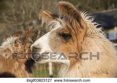 "Llama (Lama glama), Vorderstoder, Upper Austria, Austria, Europe" View Large Photo Image Stock Photo - "Llama (Lama glama), Vorderstoder, Upper Austria, Austria, Europe". Fotosearch