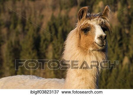 "Llama (Lama glama), Vorderstoder, Upper Austria, Austria, Europe" View Large Photo Image Stock Photo - "Llama (Lama glama), Vorderstoder, Upper Austria, Austria, Europe". Fotosearch