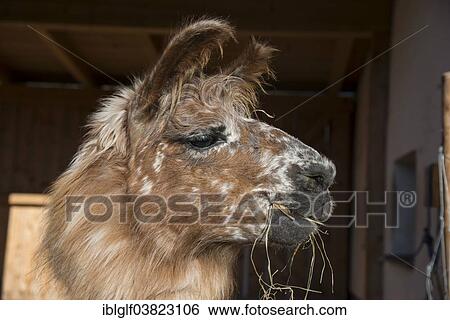 "Llama (Lama glama), Vorderstoder, Upper Austria, Austria, Europe" View Large Photo Image Stock Photograph - "Llama (Lama glama), Vorderstoder, Upper Austria, Austria, Europe". Fotosearch