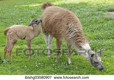 "Llama (Lama glama) with a cria, Maibrunn, Bavaria, Germany, Europe" View Large Photo Image Stock Photo - "Llama (Lama glama) with a cria, Maibrunn, Bavaria, Germany, Europe". Fotosearch