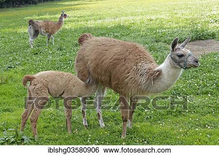"Llama (Lama glama) with a cria, Maibrunn, Bavaria, Germany, Europe" View Large Photo Image Stock Photograph - "Llama (Lama glama) with a cria, Maibrunn, Bavaria, Germany, Europe". Fotosearch
