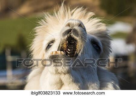 "Llama (Lama glama) with its mouth open sideways, Vorderstoder, Upper Austria, Austria, Europe" View Large Photo Image Stock Image - "Llama (Lama glama) with its mouth open sideways, Vorderstoder, Upper Austria, Austria, Europe". Fotosearch